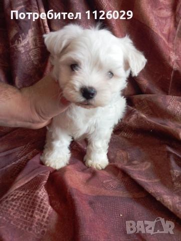 Малтийска болонка , снимка 3 - Болонка - 54235735