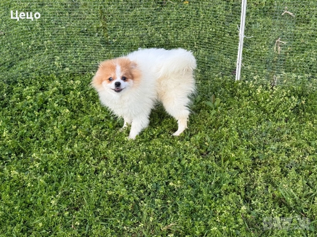 Померан момче , снимка 3 - Померан - 52790454