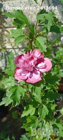Hibiscus syriacus 'Duc de Brabant'  дървовидна ружа