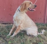 Английски сетер , снимка 3