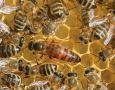 Пчелни Майки, снимка 1 - Стоки за пчели - 41250003