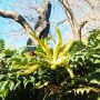 Махония, Mahonia japonica , снимка 5