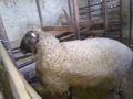 Продавам голям коч от Варненска област , снимка 1 - Овце - 42068196