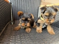 Мини Йоркширски териер Актуално от 4.1.2026, снимка 9