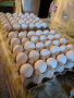 продавам оплодени яйца от Бял легхорн , снимка 1 - За птици - 46006174