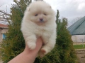 Померан/Померани , снимка 11