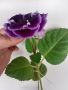 Каменно цвете, глоксиния, Gloxinia, снимка 2