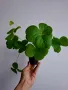 Оксалис, Oxalis Bowiei, снимка 3