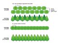 Западна туя Смарагд (Thuja occidentalis Smaragd), снимка 4