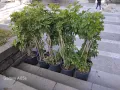 Продавам Шефлера / Schefflera 10 годишна, 170 см. височина, 10 броя, снимка 5