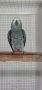 полово зрял мъжки папагал кралско Жако, снимка 1 - Папагали - 45681844