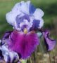 Перуника/Ирис, снимка 1 - Градински цветя и растения - 45812992