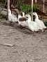 Петли патици гъски , снимка 2
