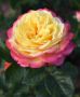 Роза, снимка 1 - Градински цветя и растения - 45724611