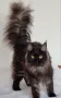 Мейн кун Мейн Куун коте Maine Coon , снимка 3