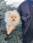 Мини померан, снимка 3
