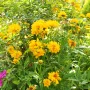 Кореопсис, Coreopsis Grandiflora 'Early Sunrise', снимка 5