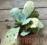 Kalanchoe marmorata ‘Tiger’, снимка 2