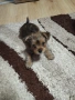 Продавам Йорки, снимка 2