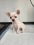 Продавам Чихухуа, снимка 1