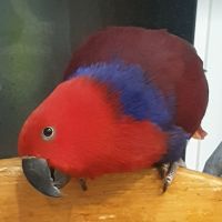 Продавам Еклектус- говорящ папагал, снимка 1 - Папагали - 40414318