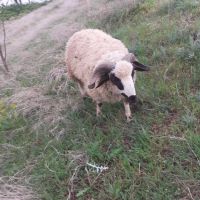 Провават се Овце, Кочове и  Чепишки  за Курбан Байрам, снимка 6 - Овце - 45698322