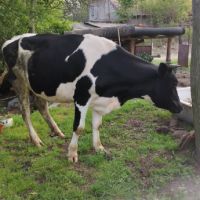 Крава, черношарена, снимка 2 - Крави - 45506827