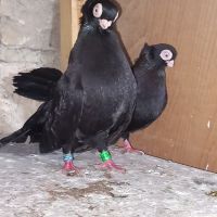 Продавам плевенски и варненски гълъби , снимка 1 - Гълъби - 45509162