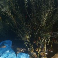 Цитрусови плодове и маслини , снимка 1 - Градински цветя и растения - 45155858