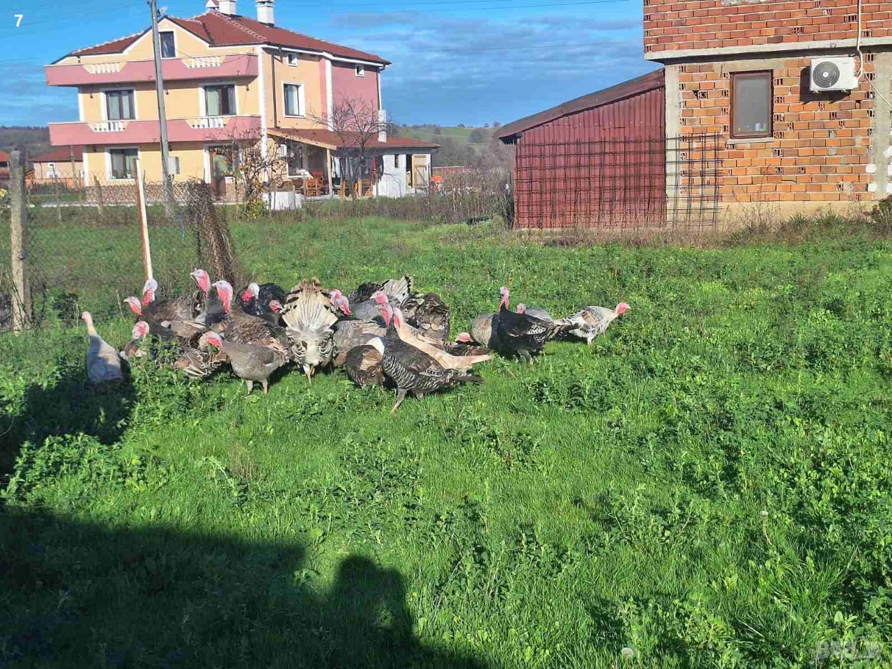 Домашни селски пуйки , снимка 1