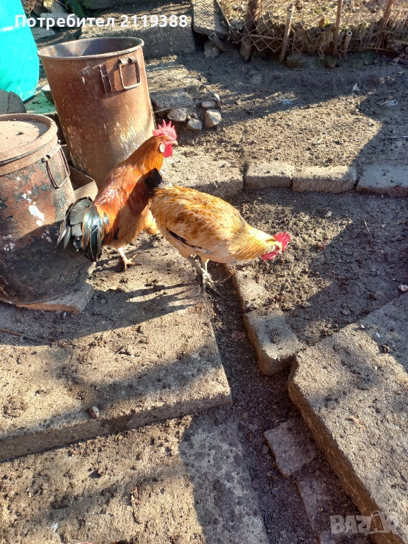 2 бр петлета Италиянка, снимка 1