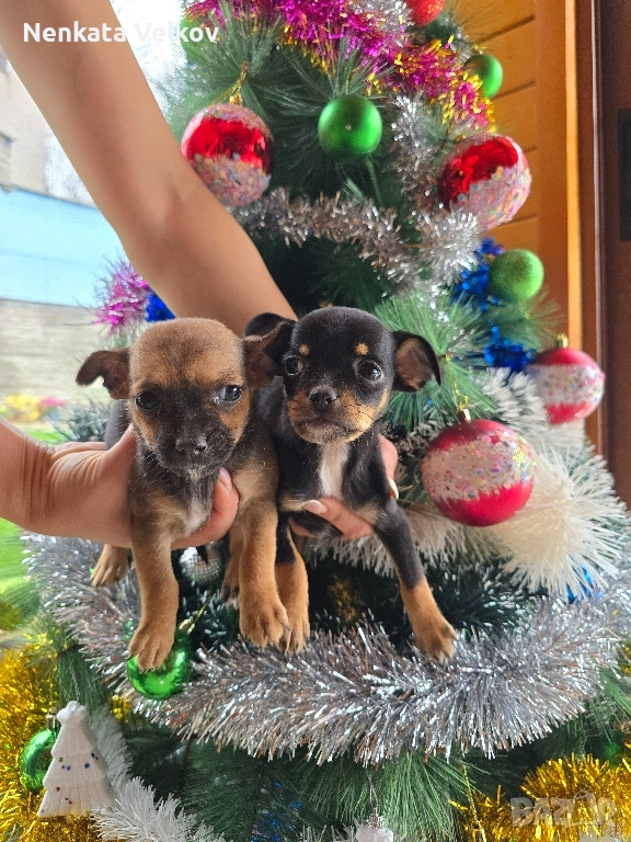 мини чиху пинчери, снимка 1