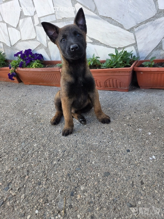 белгийска овчарка малиноа , снимка 1