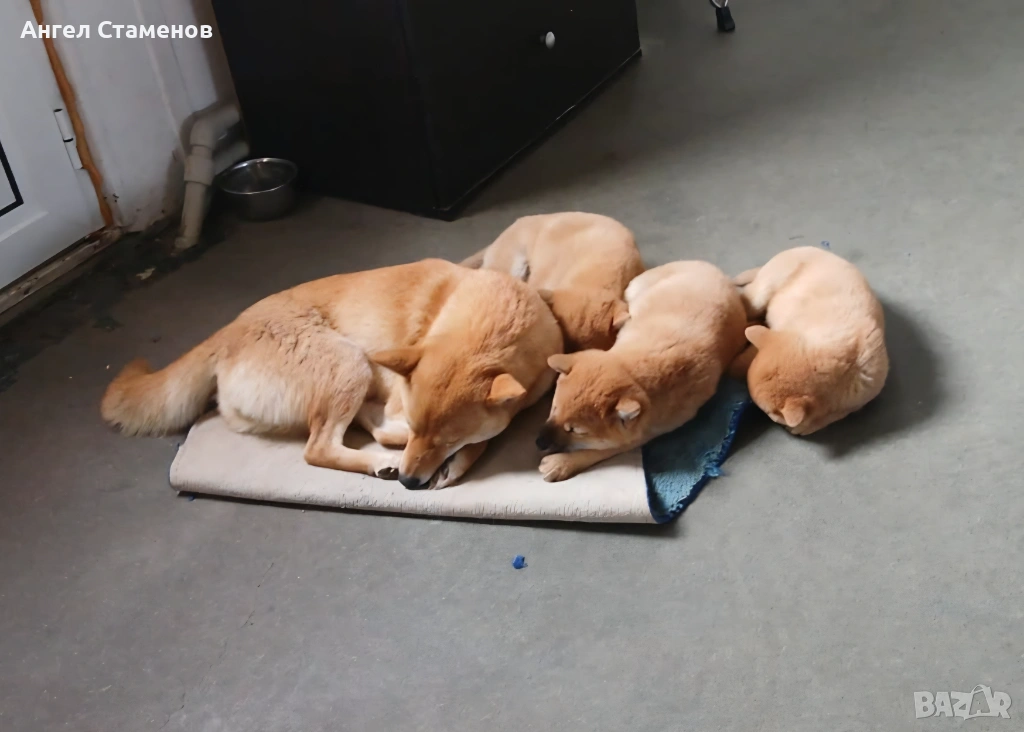 Кученца Шиба Ину , снимка 1