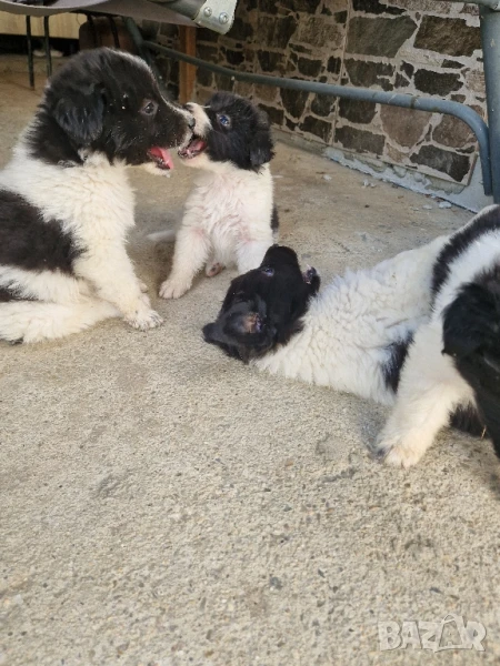 Каракачанки , снимка 1