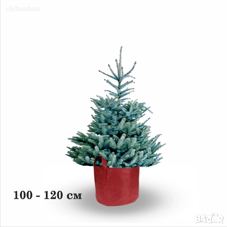 ЖИВИ Коледни елхи В САКСИЯ, с корени - ПРОМО -50%, снимка 1