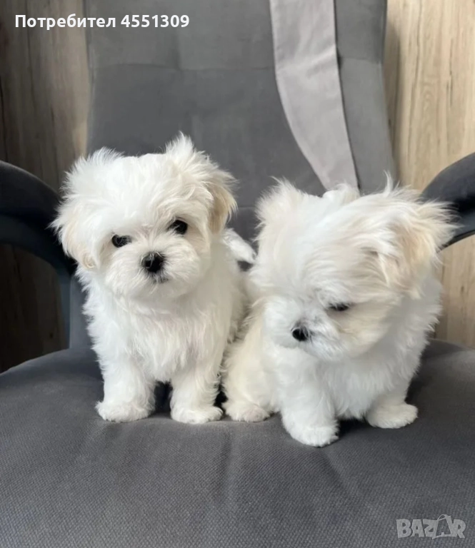 Малтийска болонка мини., снимка 1