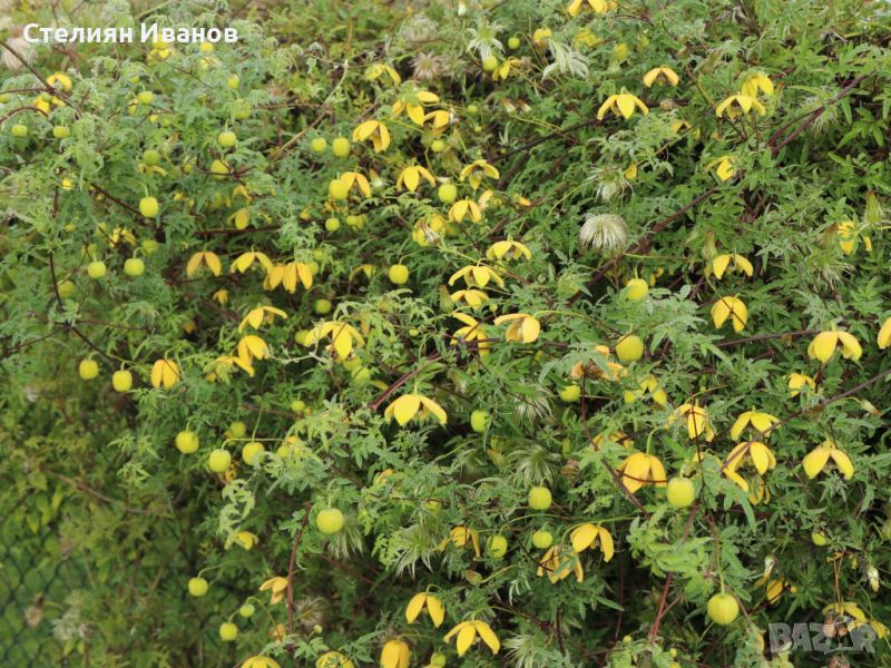 Жълт клематис, източен клематис (Clematis orientalis), снимка 1