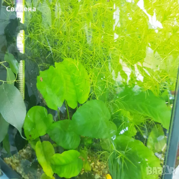 Плаващ роголистник, Анубиас нана, снимка 1