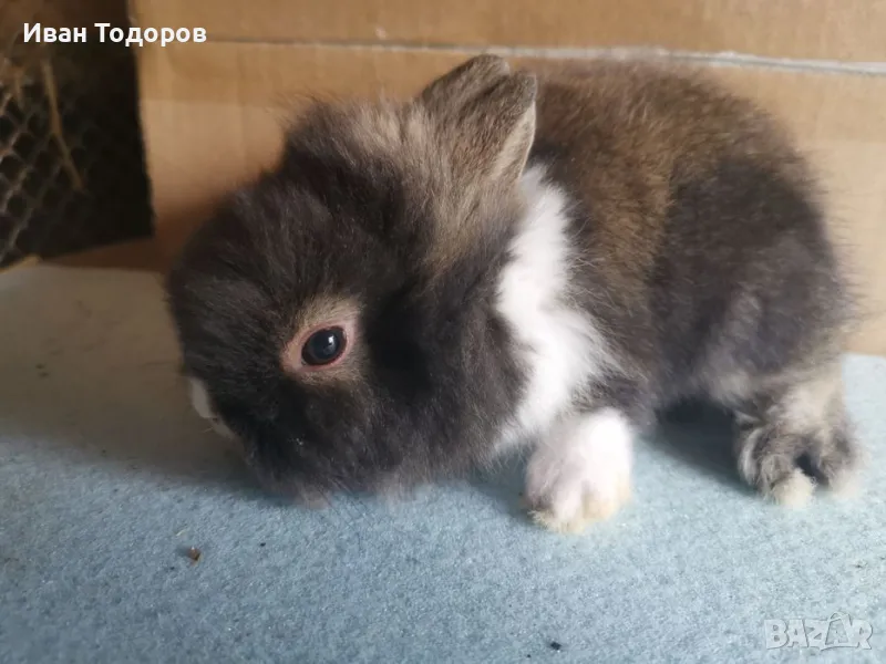 Декоративни зайчета-лъвска глава , снимка 1