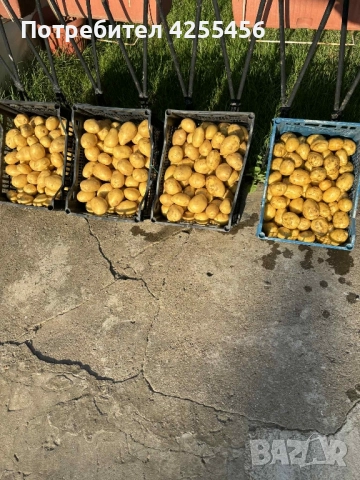Продавам картофи , снимка 6 - Домашни продукти - 52225711