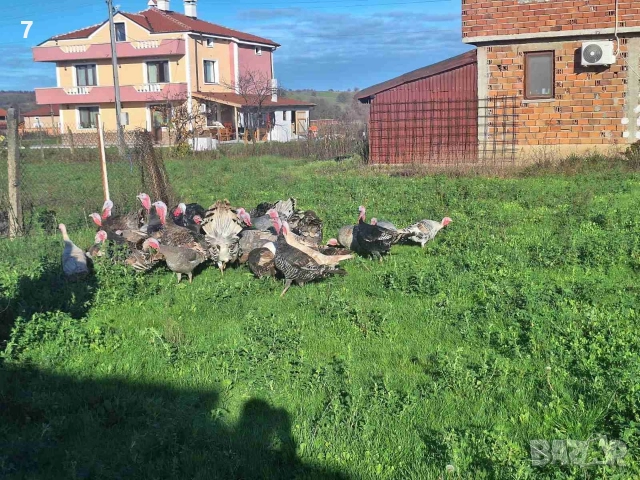 Домашни селски пуйки 