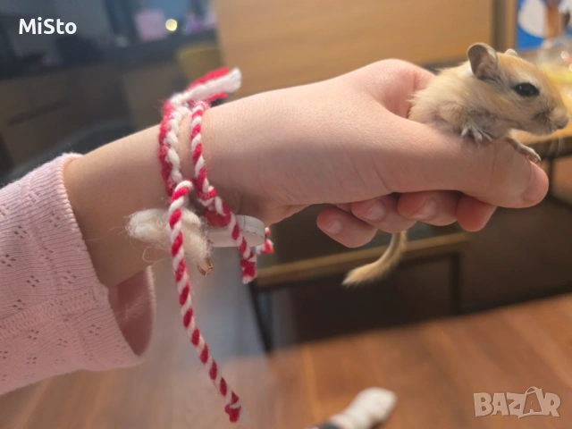 Подарявам джербили (монголска песчанка), снимка 2 - Други - 53850898