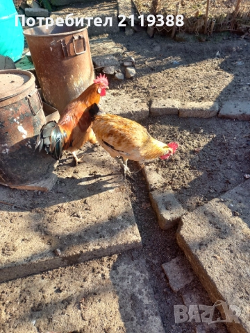 2 бр петлета Италиянка