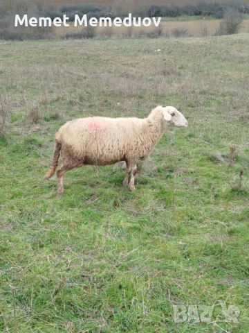 Продавам две ялови овце за клане Търговище , снимка 5 - Овце - 53095476