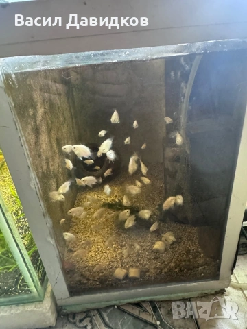 Бял папагал (White / Platinum Blood Parrot), снимка 2 - Рибки - 53250789