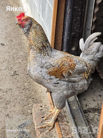 Петли, снимка 11 - Кокошки и пуйки - 52912712