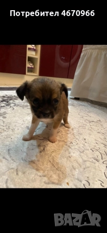 Продават се Чихуахуа и Пинчери, снимка 2 - Чихуахуа - 52679313