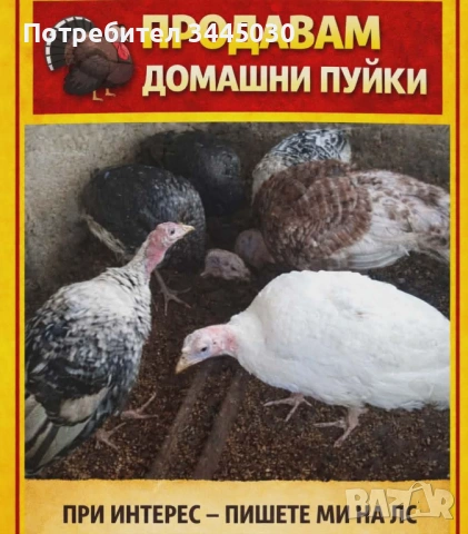 Продавам коч, кози , пуйки , паун , снимка 2 - Овце - 53754997