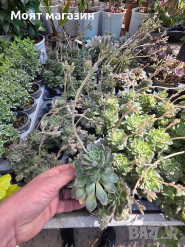 Ешеверия Испанска звезда, снимка 3 - Градински цветя и растения - 53650065